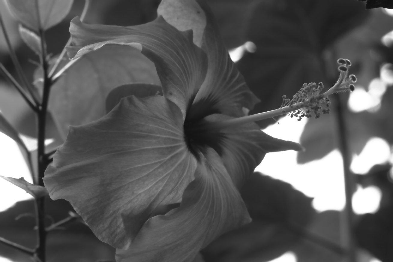2015 08 12 HTP 2255ebw